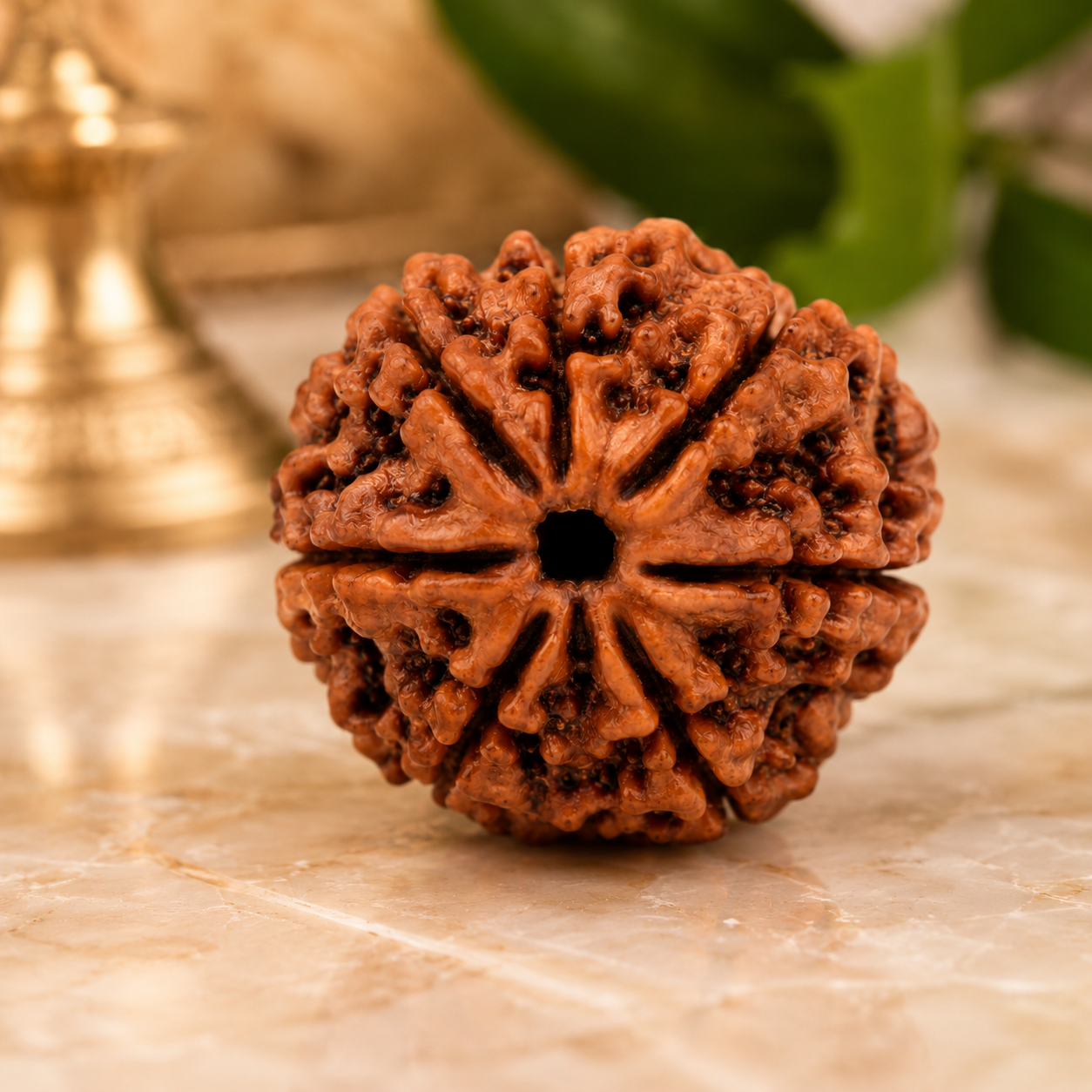 Rudraksha
